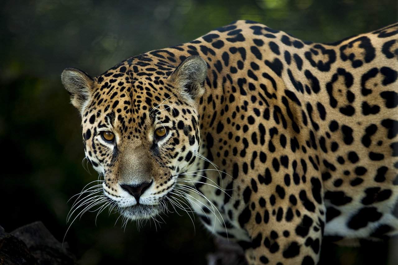 A Jaguar, A Puma, and the Magic of Costa Rica’s Corcovado National Park – The Tico Times