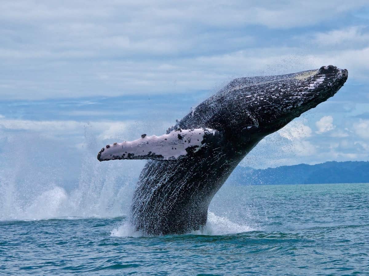 Humpback Whales Dazzle Visitors Off Costa Rican Coast : – The Tico Times