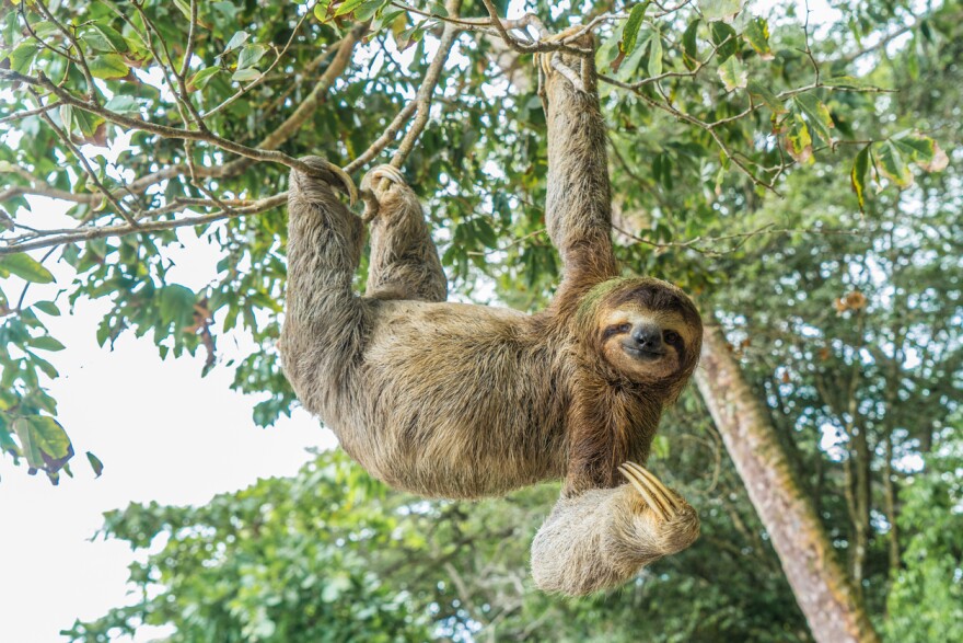 What to know about the Oropouche virus, also known as sloth fever – The Associated Press